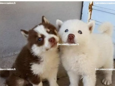 Je dispose des chiots berger allemangne Je dispose des chiots berger allemangne