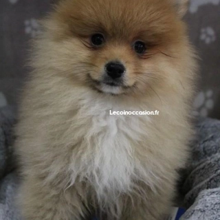 Superbe spitz mâle Superbe spitz mâle