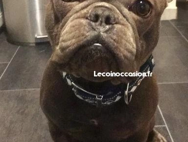 Saillie bouledogue français bleu