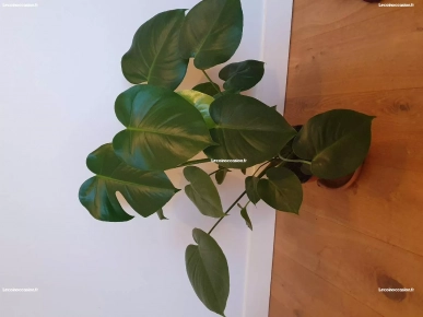 Différantes plantes d'appartement Différantes plantes d'appartement