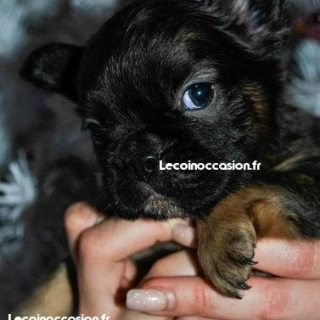 Chiots bouledogue français Chiots bouledogue français