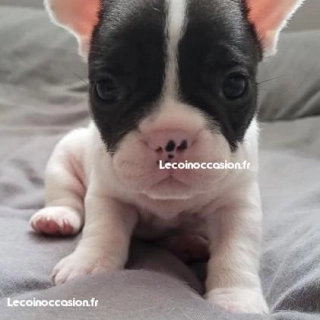 Chiots Bouledogue Francais Chiots Bouledogue Francais