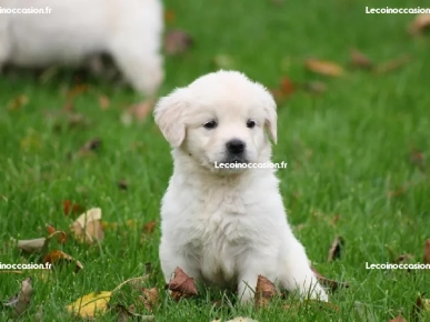 Magnifiques Chiots Golden Retriever Magnifiques Chiots Golden Retriever