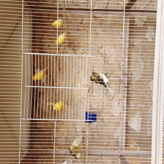 Canaris de différentes couleurs Canaris de différentes couleurs