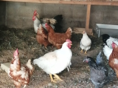 Poules et coq Poules et coq