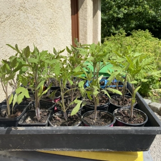 Vente de pied de tomates Vente de pied de tomates