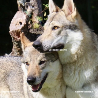 Chiot Chien loup tchécoslovaque LOF de parents testés Chiot Chien loup tchécoslovaque LOF de parents testés