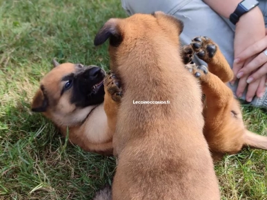 Chiots Berger Malinois Adorable Chiots Berger Malinois Adorable