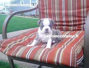 chiot boston terrier mâle, sociable, propre, joueur chiot boston terrier mâle, sociable, propre, joueur