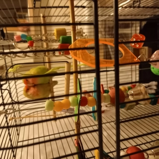 Deux perruches Deux perruches