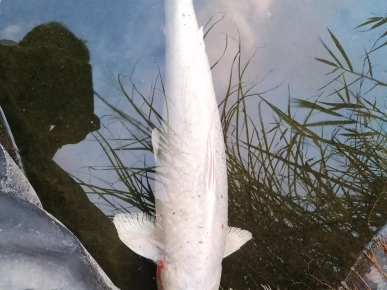 Poisson  : carpe Koi Poisson  : carpe Koi