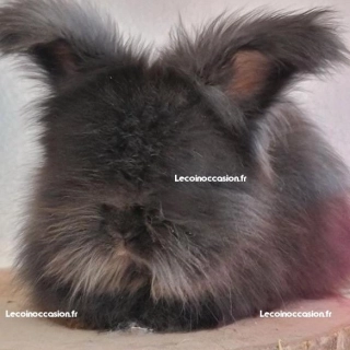 Superbe bébés lapins angora anglais Superbe bébés lapins angora anglais