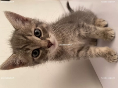 Chatons de 3 mois Chatons de 3 mois