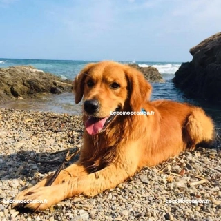 Saillie golden retriever fauve Saillie golden retriever fauve