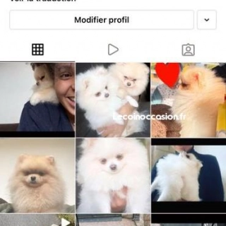 Spitz nain pomeranian mini saillie