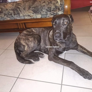 Chienne femelle berger x cane corso Chienne femelle berger x cane corso