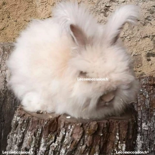 Mâle lapin angora anglais noir 5 mois Mâle lapin angora anglais noir 5 mois