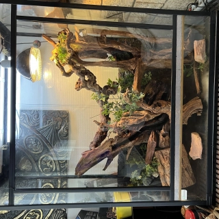 Grand terrarium noir et décors et accessoires très bon état Grand terrarium noir et décors et accessoires très bon état