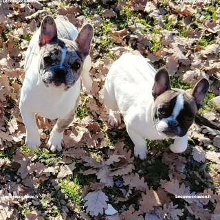 Bouledogue francais