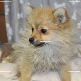 Belle femelle Spitz nain Belle femelle Spitz nain