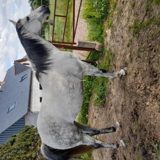 Jument 9 ans Jument 9 ans