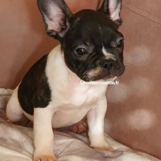 Chiot Bouledogue Français Chiot Bouledogue Français