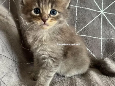 Magnifique chatons maine coon Magnifique chatons maine coon