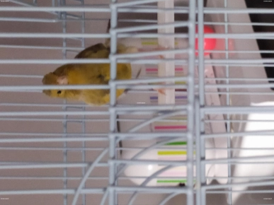 cage oiseau avec canari