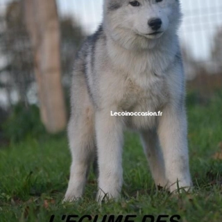Chiot mâle siberian husky LOF Chiot mâle siberian husky LOF