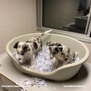 Chiots BorderCollie Chiots BorderCollie