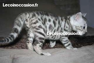 chaton tigré bengal chaton tigré bengal