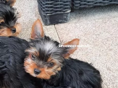 Chiots Yorkshire terrier lof Chiots Yorkshire terrier lof