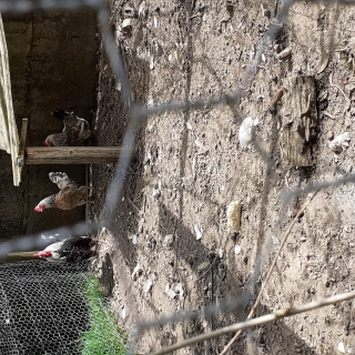 Poules naines pondeuses à  tout petit prix Poules naines pondeuses à  tout petit prix