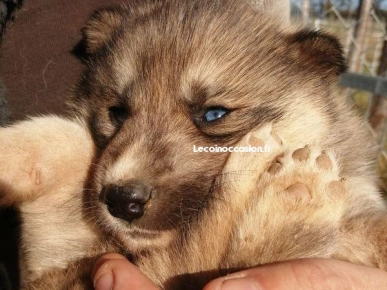 Chiots Berger X Husky de sibérie Chiots Berger X Husky de sibérie