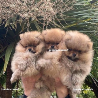 Spitz nains Poméraniens Spitz nains Poméraniens