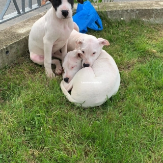 3 beaux Dog argentin 3 beaux Dog argentin