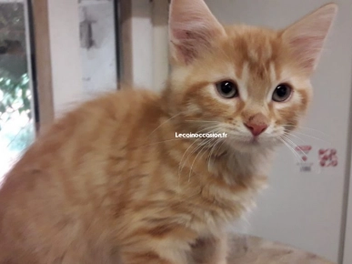 Chatons europeens Chatons europeens