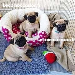 chiots carlin (pug) à donner urgemment chiots carlin (pug) à donner urgemment