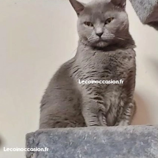 Chartreux femelle 6ans loof Chartreux femelle 6ans loof