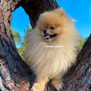 Superbe Femelle Spitz nain type pomeranien