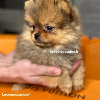 Spitz naine Pomeranian Spitz naine Pomeranian