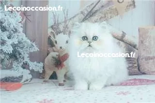 2 beaux chatons persan 2 beaux chatons persan