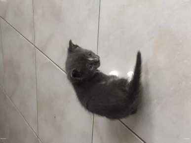 Chatons à donner Chatons à donner