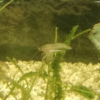 Écrevisses Écrevisses