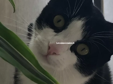 chat noir et blanc castrer chat noir et blanc castrer