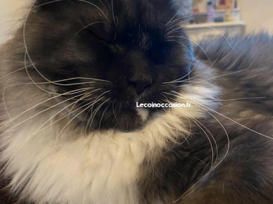 Saillie Maine coon Saillie Maine coon