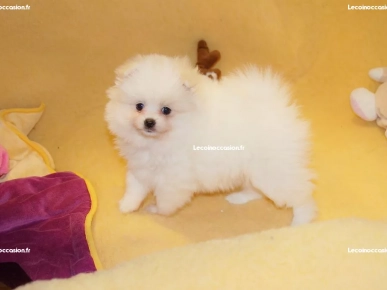 Chiot spitz nain pomeranian Chiot spitz nain pomeranian