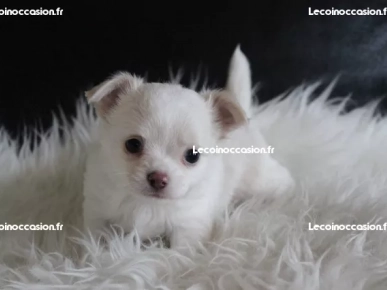 A donner chiot chihuahua femelle A donner chiot chihuahua femelle