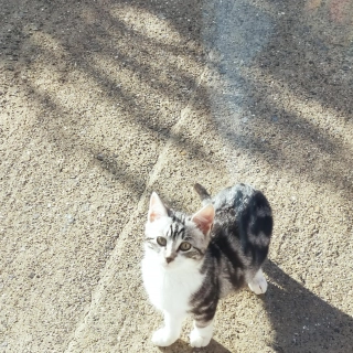 Donne chatons Donne chatons