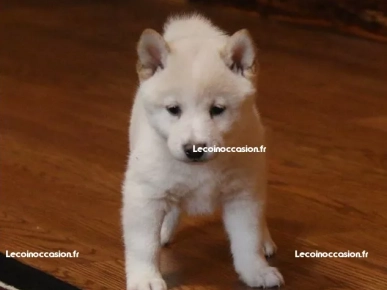 shiba inu chiots shiba inu chiots